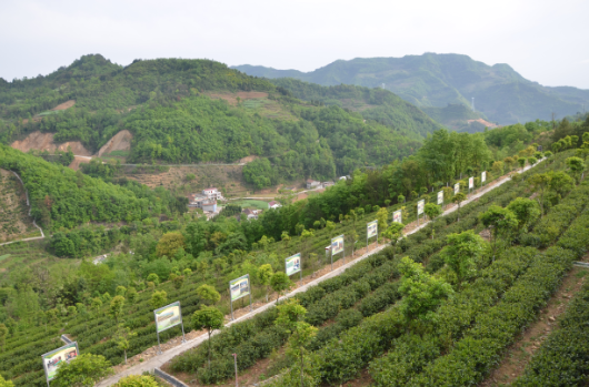 安康富硒茶引爆中国西部最牛茶专业展会(图7)